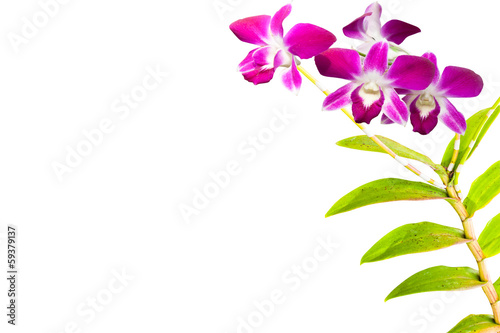 pink thai orchids flowers. This image contain clipping path 