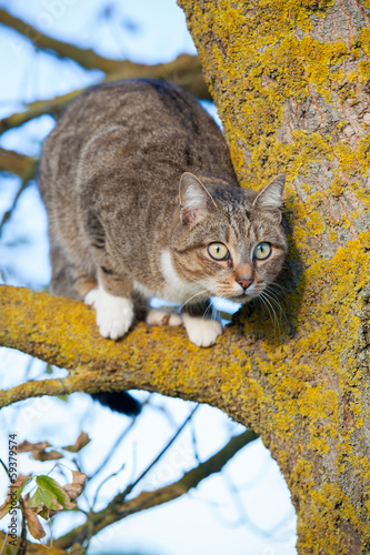 Gatto sull'albero