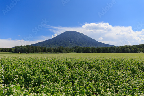 Wallpaper Mural 羊蹄山 Torontodigital.ca