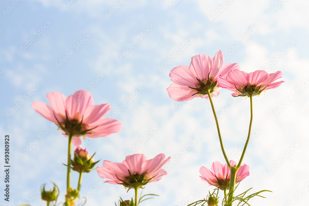 pink cosmos