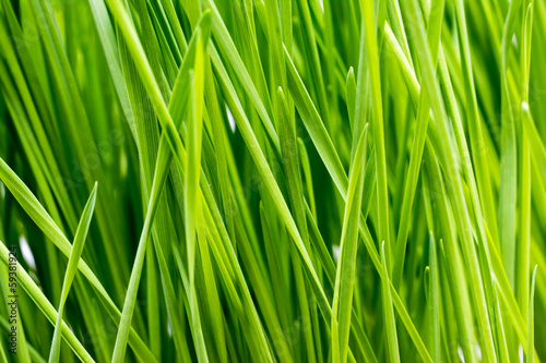 Green Grass Close Up Details