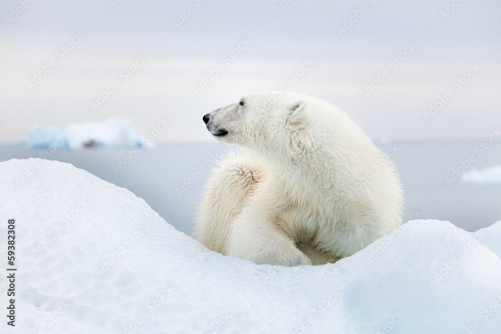 Obraz premium Polar bear at Svalbard