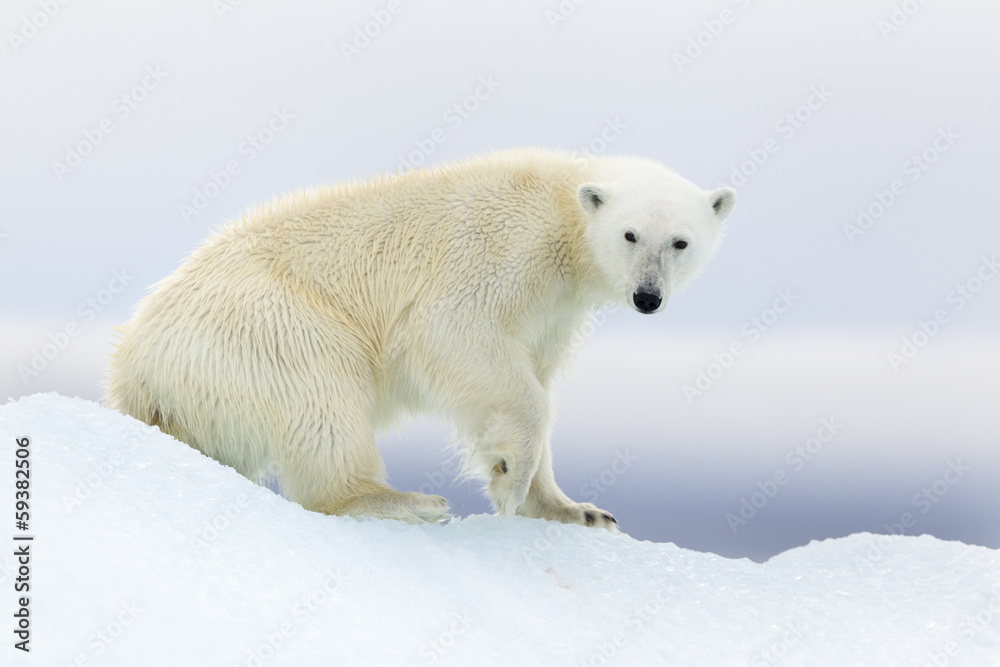 Fototapeta premium Polar bear at Svalbard