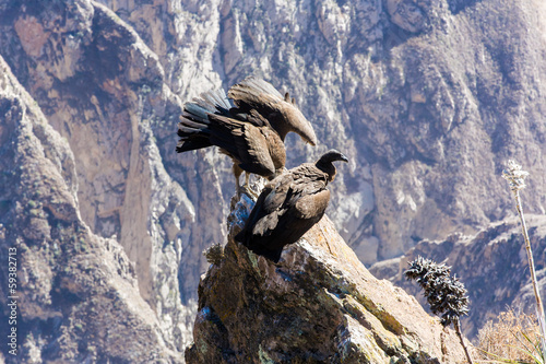 Condor at Colca canyon sitting,Peru,South America
