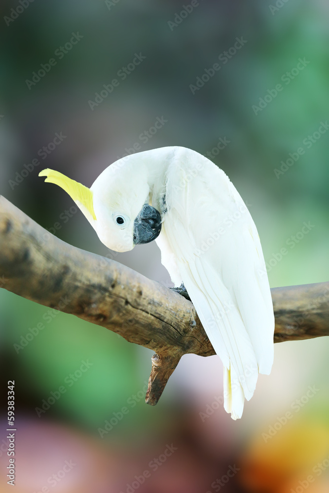 Obraz premium Macaw Parrot bird isolated on white background