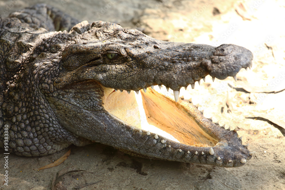 Fototapeta premium a crocodile with open jaws