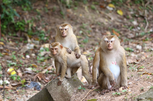 baboon sitting on a branch