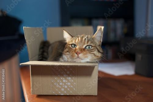 cat in a box photo