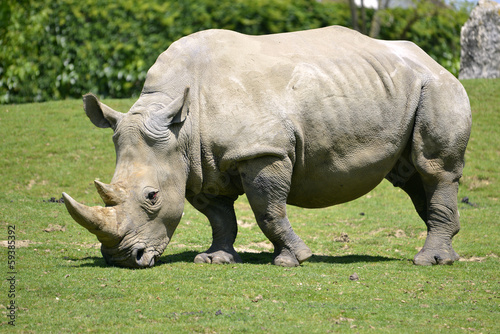 White rhinoceros grazing grass