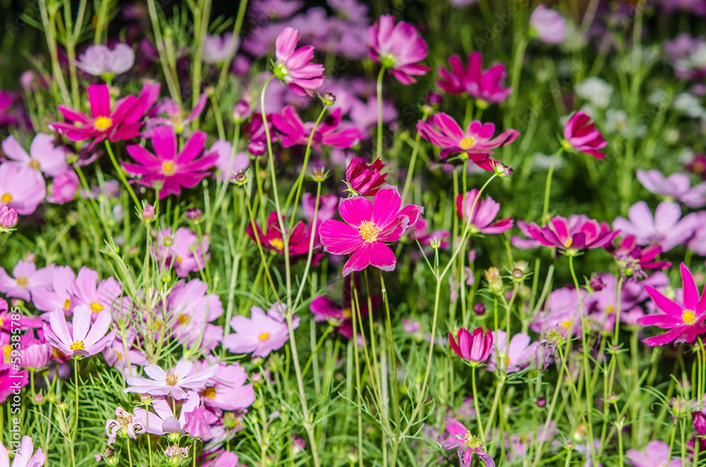 flowers pink flowers pink