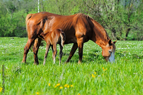 Horse with a calf on pasture