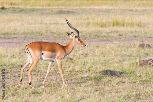 impala antelope in the savannah - national park masai mara