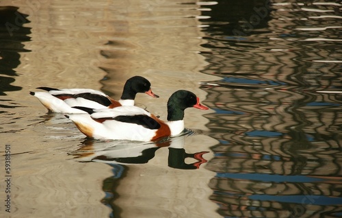 Lago con patos photo