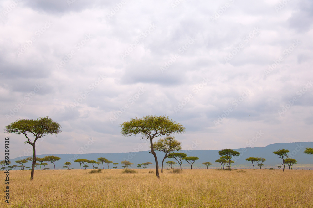 umbrella acacias in the savannah - national park masai mara