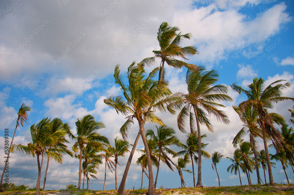 palm trees on the beach - national park saadani