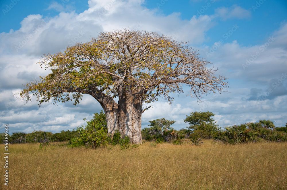 huge baobab tree in tanzania - national park saadani huge baobab tree in tanzania - national park saadani