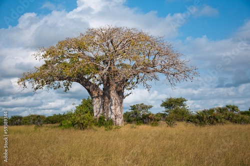 huge baobab tree in tanzania - national park saadani photo