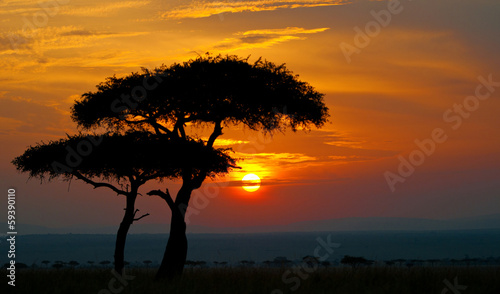 sunset in the national park masai mara in kenya