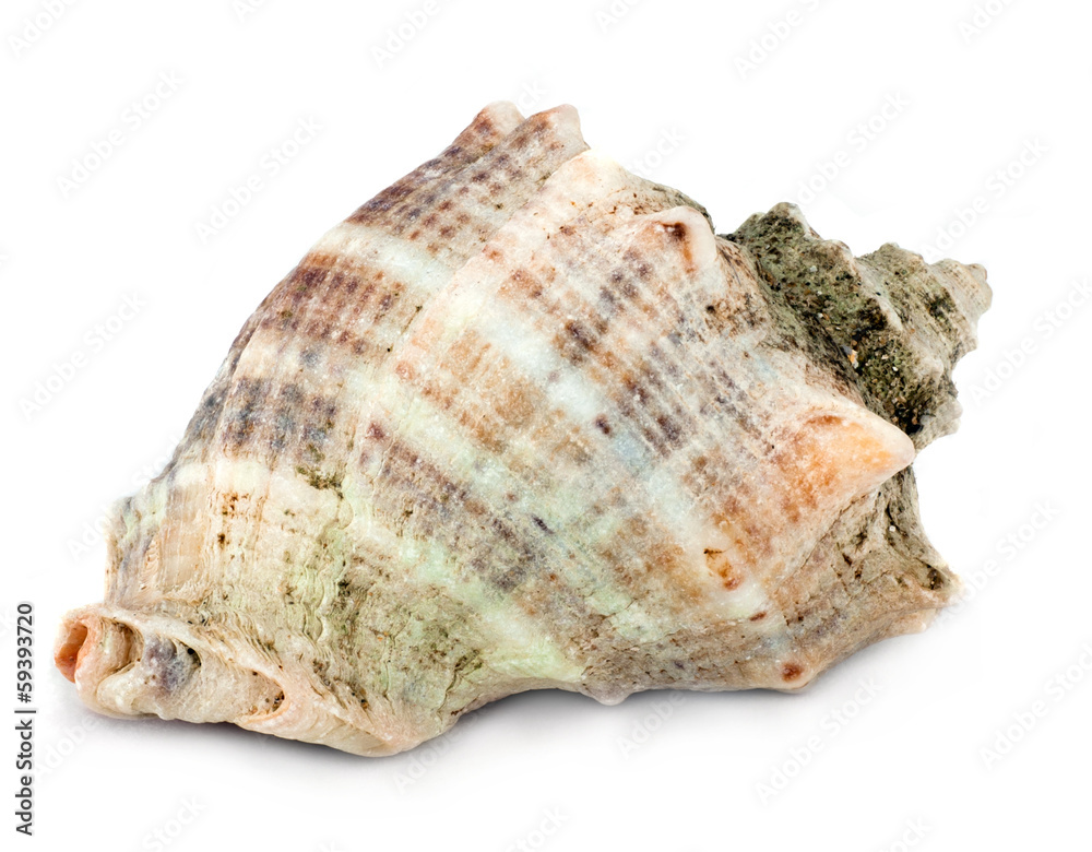 marine seashell isolated on white background