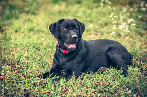 labrador retriever on nature