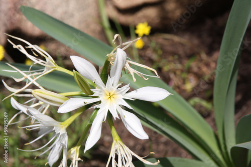 Fleur de Corse - Pancratium photo