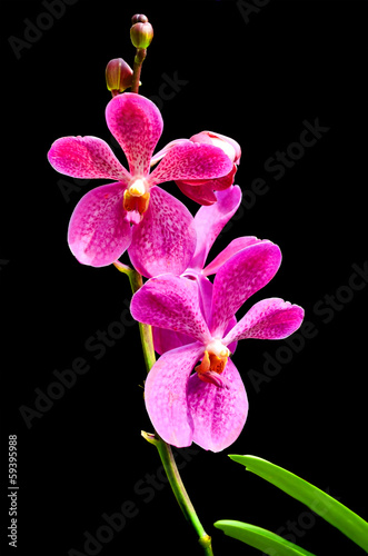 Vanda Orchid isolated on black background