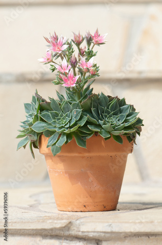 potted sedum in blow standig on a tiled step photo