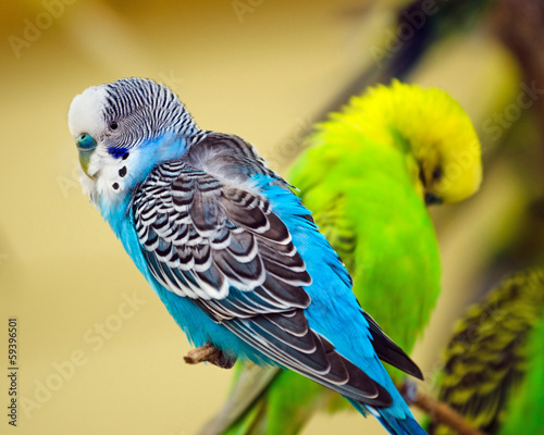 Colorful parakeet on tree branch