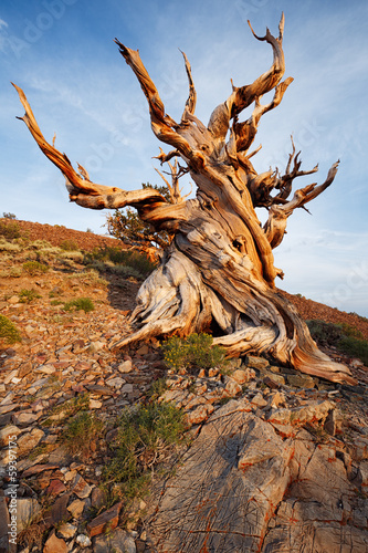 Obraz na płótnie Ancient Bristlecone Pine Forest w salonie