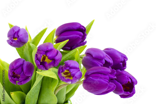 Fototapeta Naklejka Na Ścianę i Meble -  bunch of violet tulips