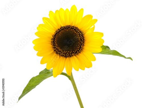 Fototapeta Naklejka Na Ścianę i Meble -  sunflower