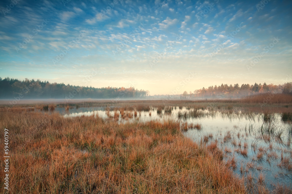 misty autumn morning over swamp in forest