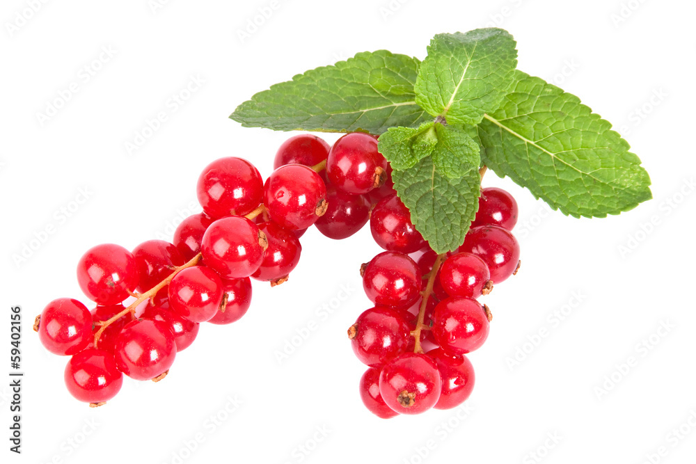 red currant red currant