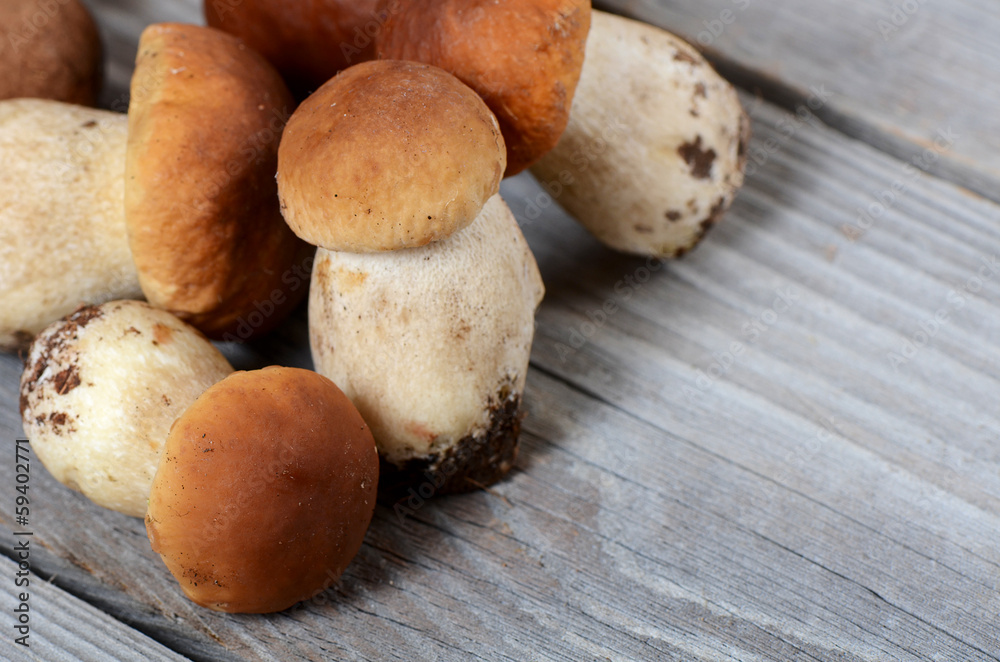The raw boletus edulis a background The raw boletus edulis a background
