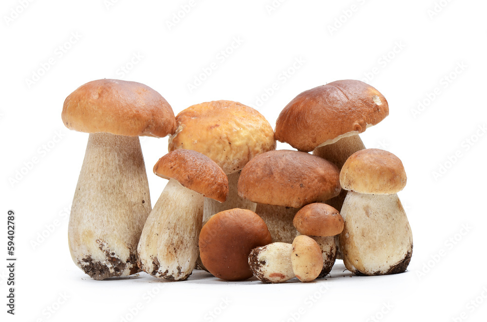 The boletus edulis isolated on white The boletus edulis isolated on white
