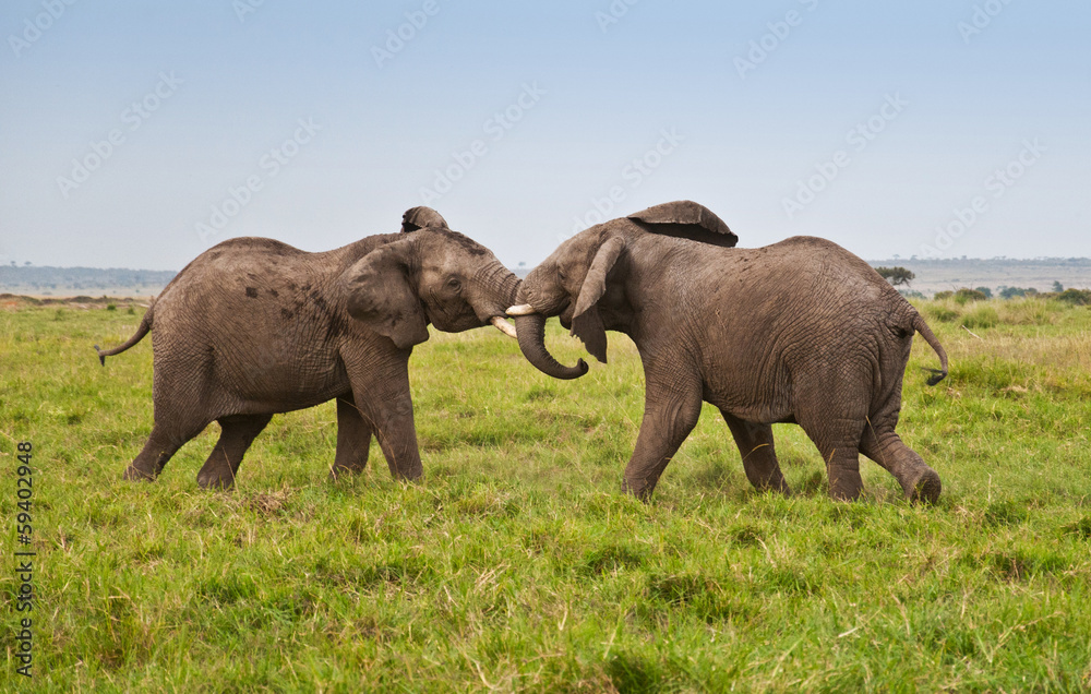 fighting african elephants in the savannah - masai mara