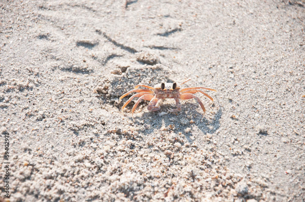 crab in the sand crab in the sand