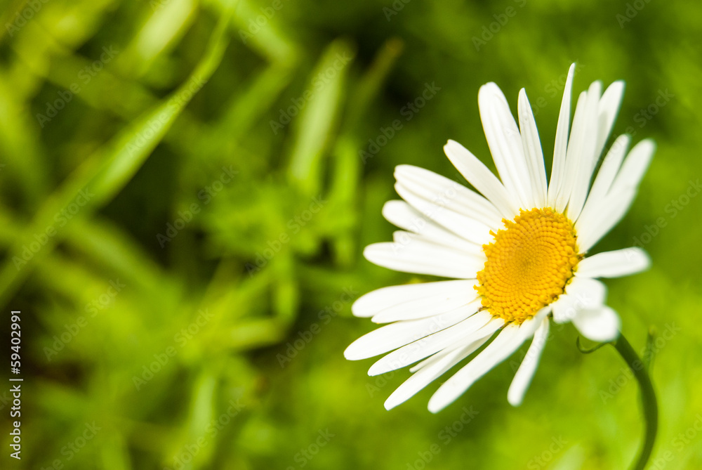 Fototapeta premium Daisies in green meadow