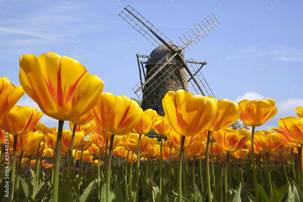 Tulpen in  Holland mit Windmühle - obrazy, fototapety, plakaty 