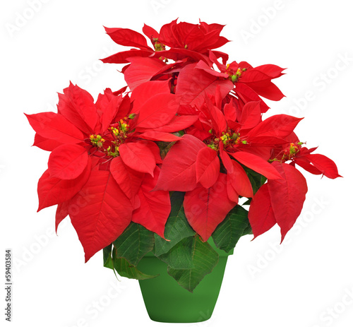 beautiful poinsettia