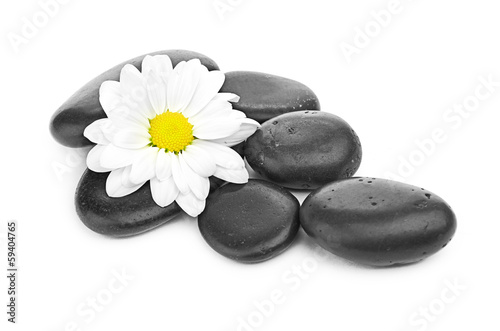 zen basalt stones and daisy isolated on white