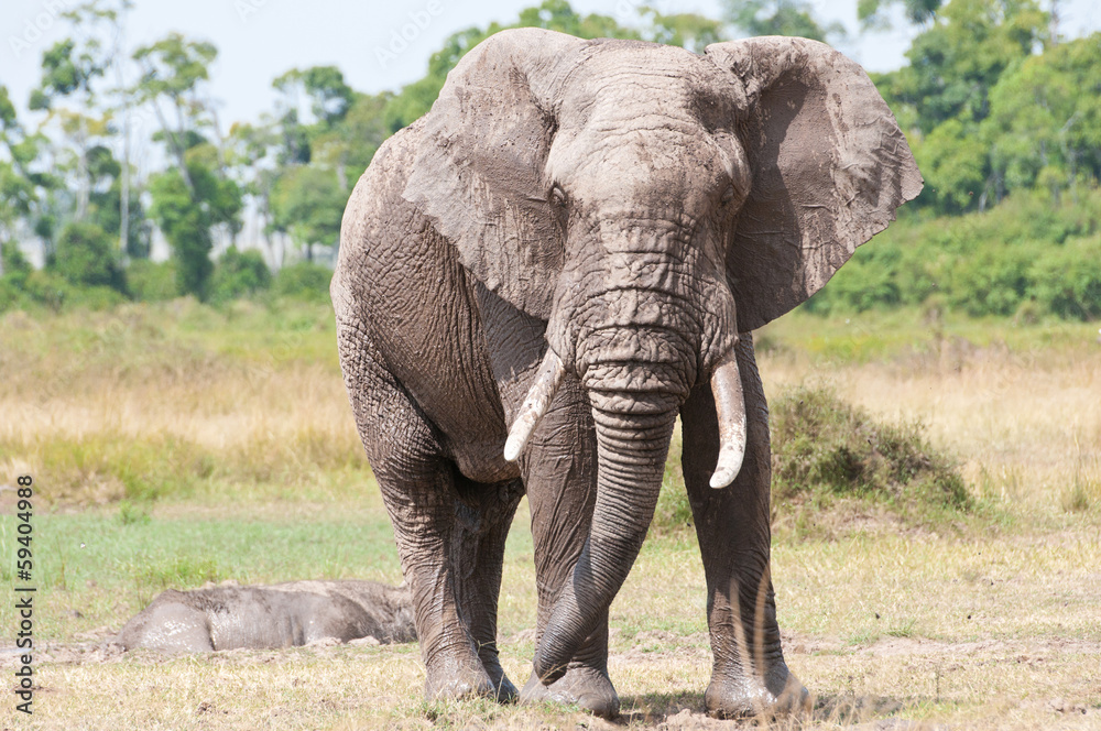 african elephant in the savannah - national park masai mara