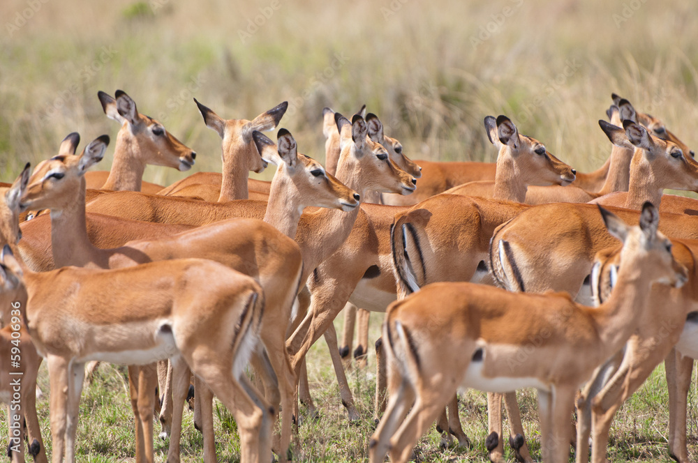 impalas crowded together in the savannah in kenya impalas crowded together in the savannah in kenya
