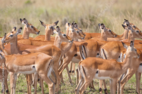 impalas crowded together in the savannah in kenya