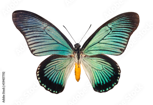 Butterfly Papilio Zalmoxis © Sailorr