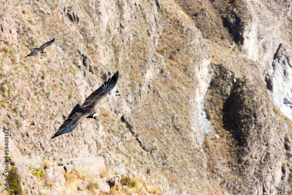 Flying condor over Colca canyon,Peru,South America. Flying condor over Colca canyon,Peru,South America.
