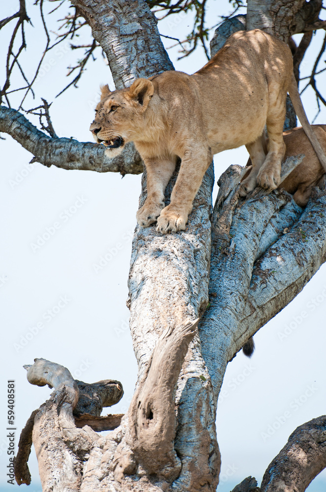 Obraz premium female lion climbing down a tree - national park masai mara