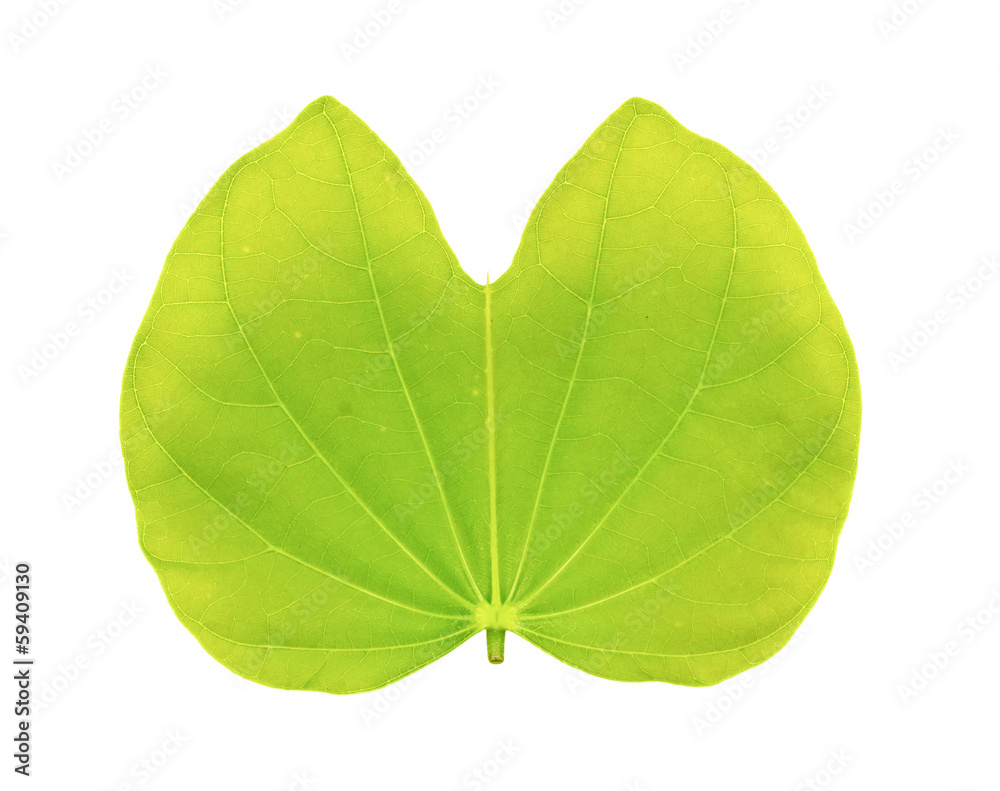 Fototapeta premium Single isolated leaf on a white background