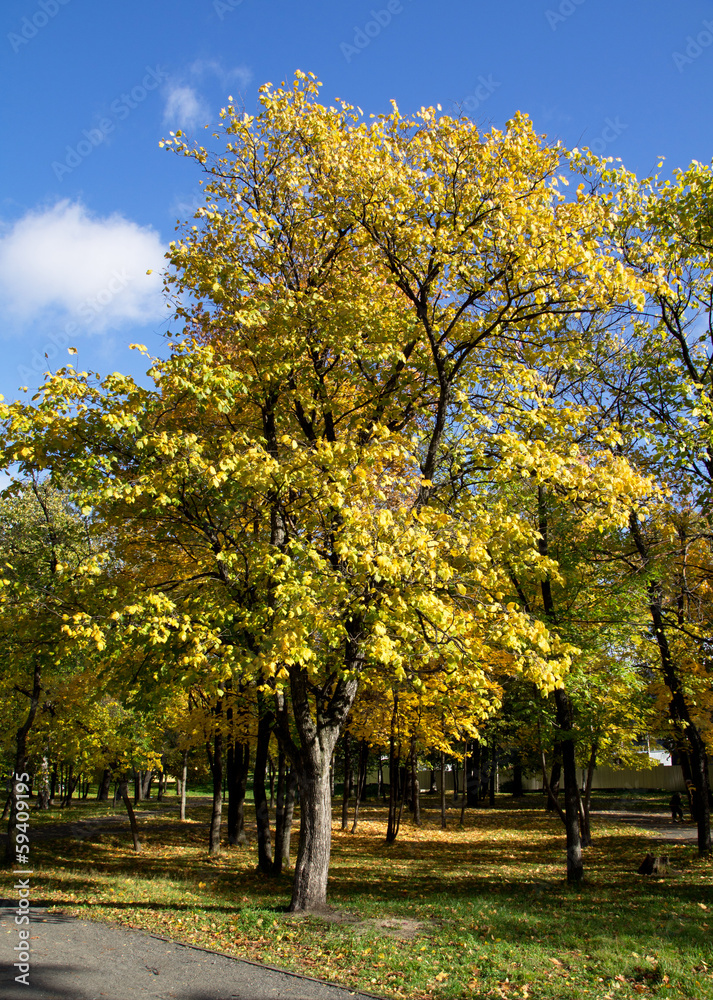 Naklejka premium Park in the fall