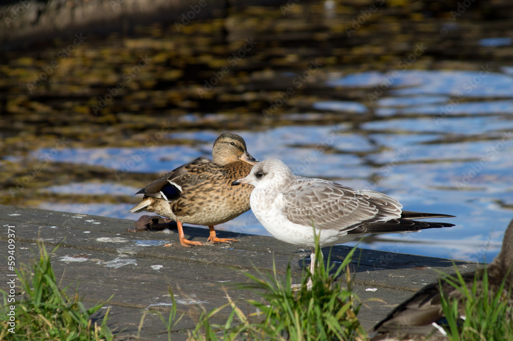 seagulls and ducks seagulls and ducks